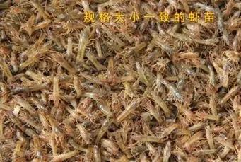 老汪论蟹:小龙虾如何出早苗,出大苗?