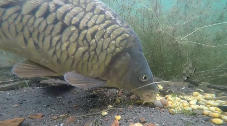 鱼多久会咬钩 b70b058a12474405a9f3ddf1ed54d06c.jpeg