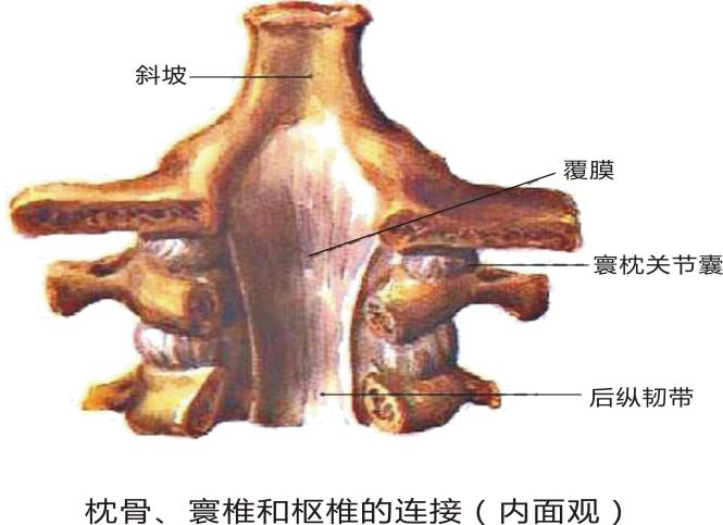 寰椎横韧带中部向上,下各发出一纵行纤维束,分别附于枕骨大孔前缘和