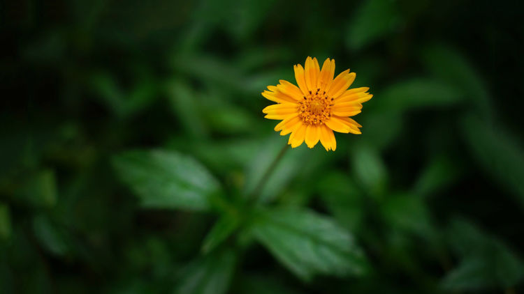 2019年順風順水，厚積薄發，好運傍身，日子紅紅火火的3生肖 星座 第2張