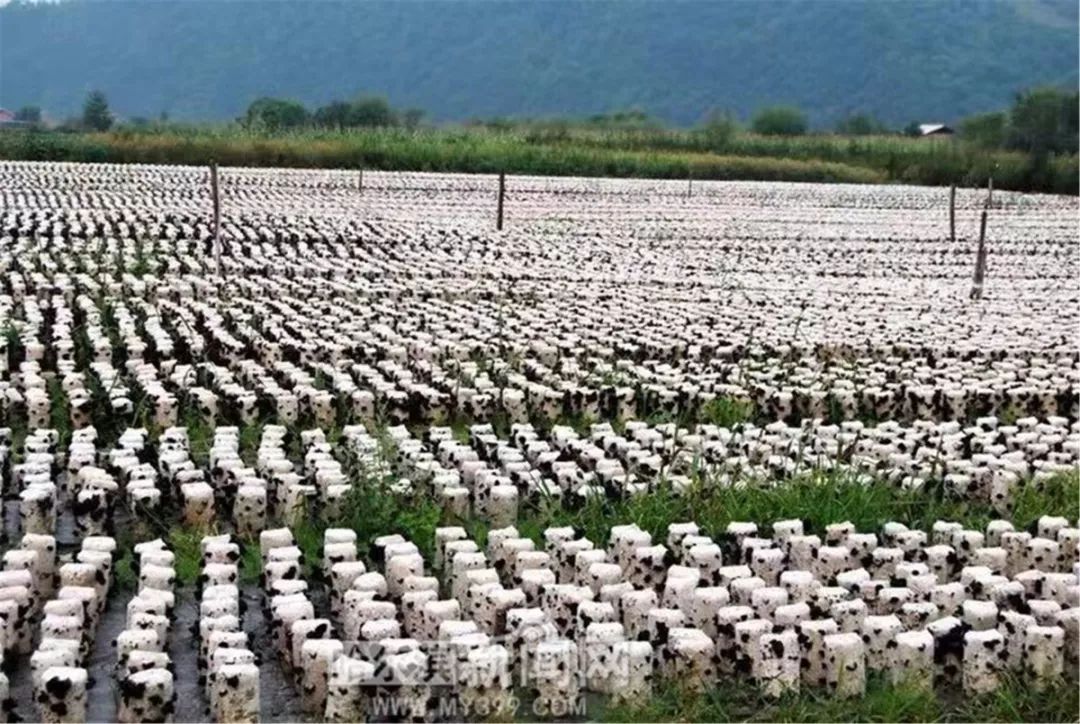 苇河林业局gdp_苇河林业局李庆国张莹(2)