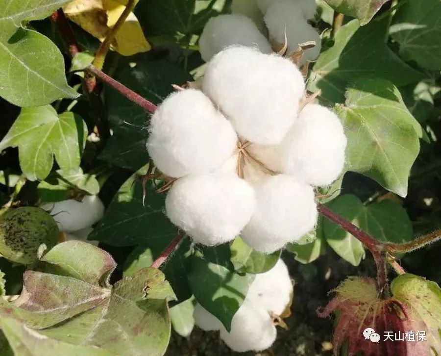 九月份天气对棉花裂铃吐絮影响不大!附部分植棉区棉花脱叶期气象