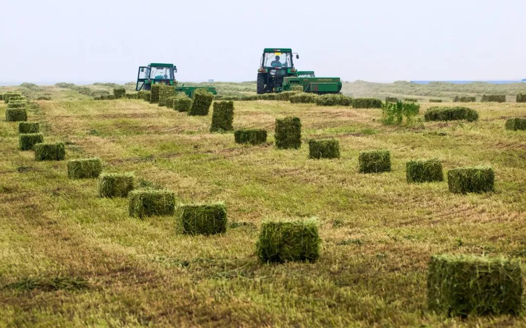 阿旗将全力打造四大基地:全国最大的优质牧草种植基地,全国最