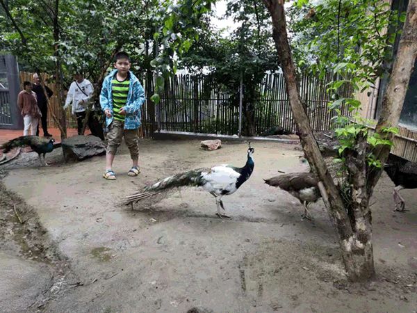 9月6-18日,栾川竹海野生动物园对郑州市民免门票!
