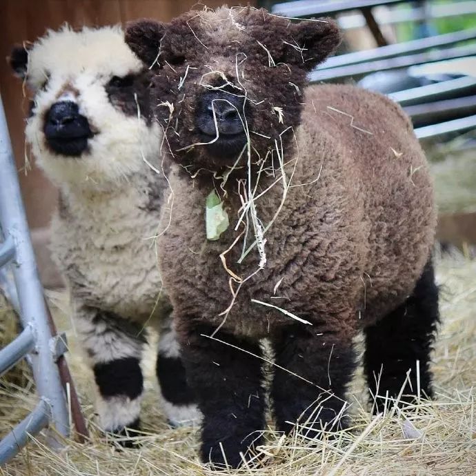 这些小羊好像玩具一样哇毛茸茸憨憨的好可爱