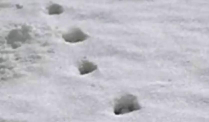 雪地出现奇怪的"蹄形脚印",引村民纷纷好奇,至今还是未解之谜