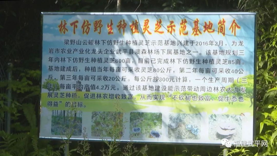 武平各乡镇gdp_来武平我氧你图片
