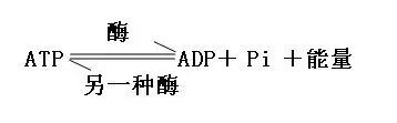 高一生物必修一知识点总结