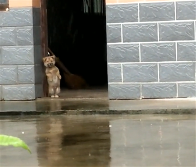 下雨天,田园犬立在门边翘首以盼,狗:啥时候能出去玩啊