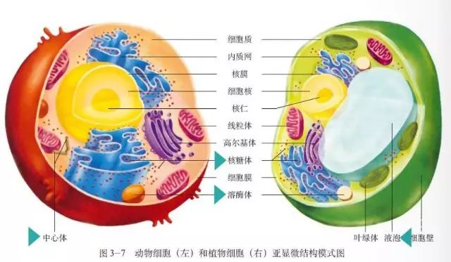 高一生物必修一知識點總結(jié)