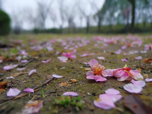 初唐四杰之一的杨炯,也曾写过《梅花落》诗:" 行人断消息,春恨几徘徊.