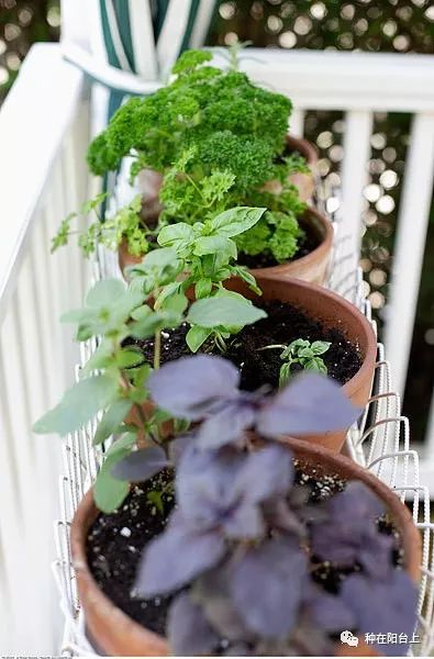 怎么种菜籽步骤 edcccc3a4b5f4b3d802493557efb263d.jpeg