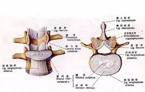 而变形但是灵活如脊柱从侧面看是s形腰椎前凸和骶椎后凸——颈椎前凸