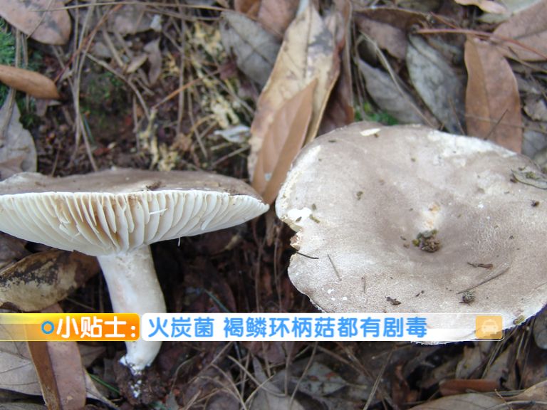 有一人中毒死亡!野生菌可不能随便吃