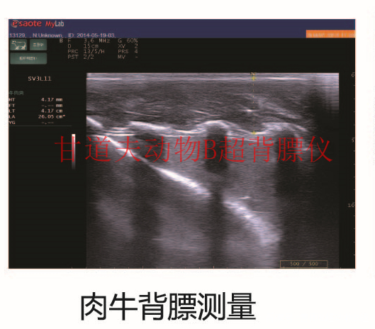 在识别超声影像时首先确定皮肤界面,脂间结缔组织和背*长肌肌膜所