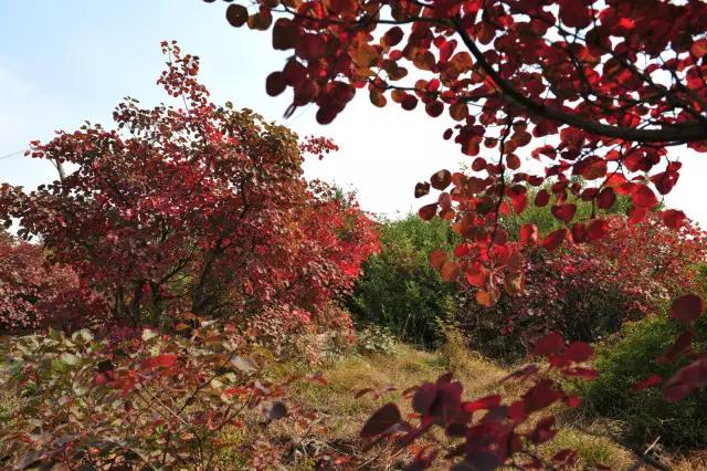 浮戏山纪事:时光自此有温度