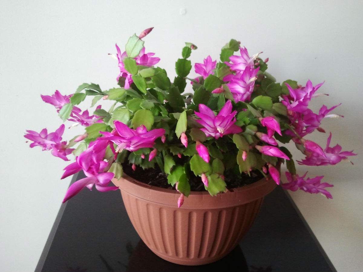 蟹爪兰怎么养才旺 f8217f65321e413fa7cc058c8e5d7e54.jpeg