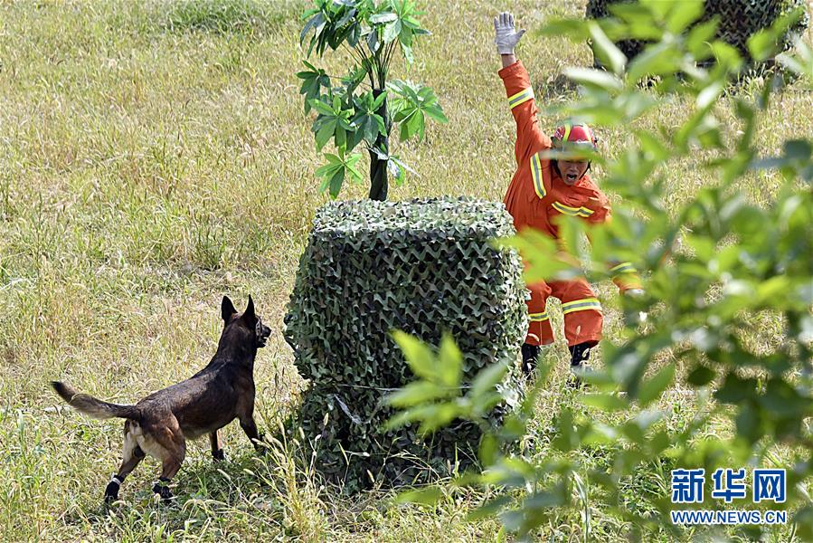 全国消防救援队伍搜救犬技术比武在济南举行
