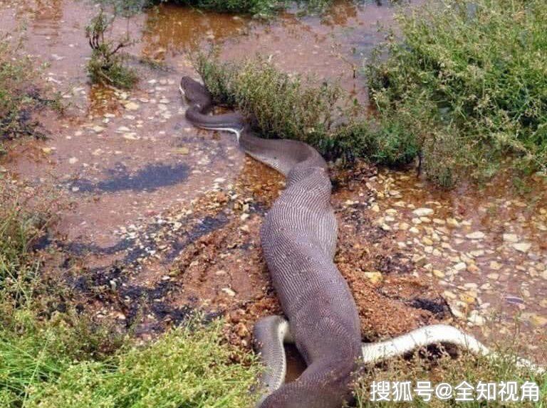 巨鳄大战巨蟒澳洲橄榄蟒吞吃淡水鳄死亡缠绕完胜死亡翻滚