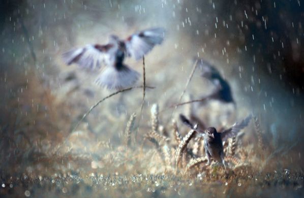 雨淋什么什么成语_被雨淋的图片(2)