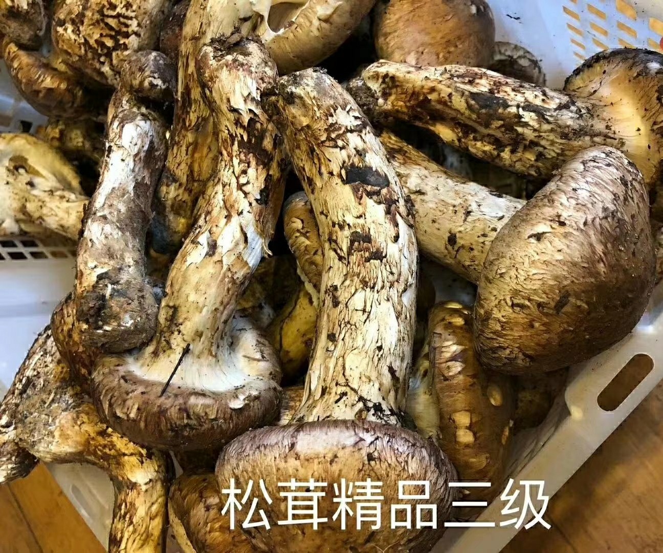 松茸图片黑松茸价格 11382b0fb3c048b59a9758029f23910f.jpeg