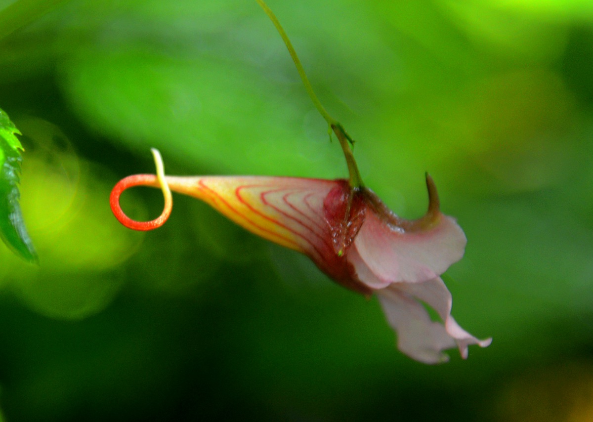 张家界武陵源龙虾花招蜂彼岸花引蝶