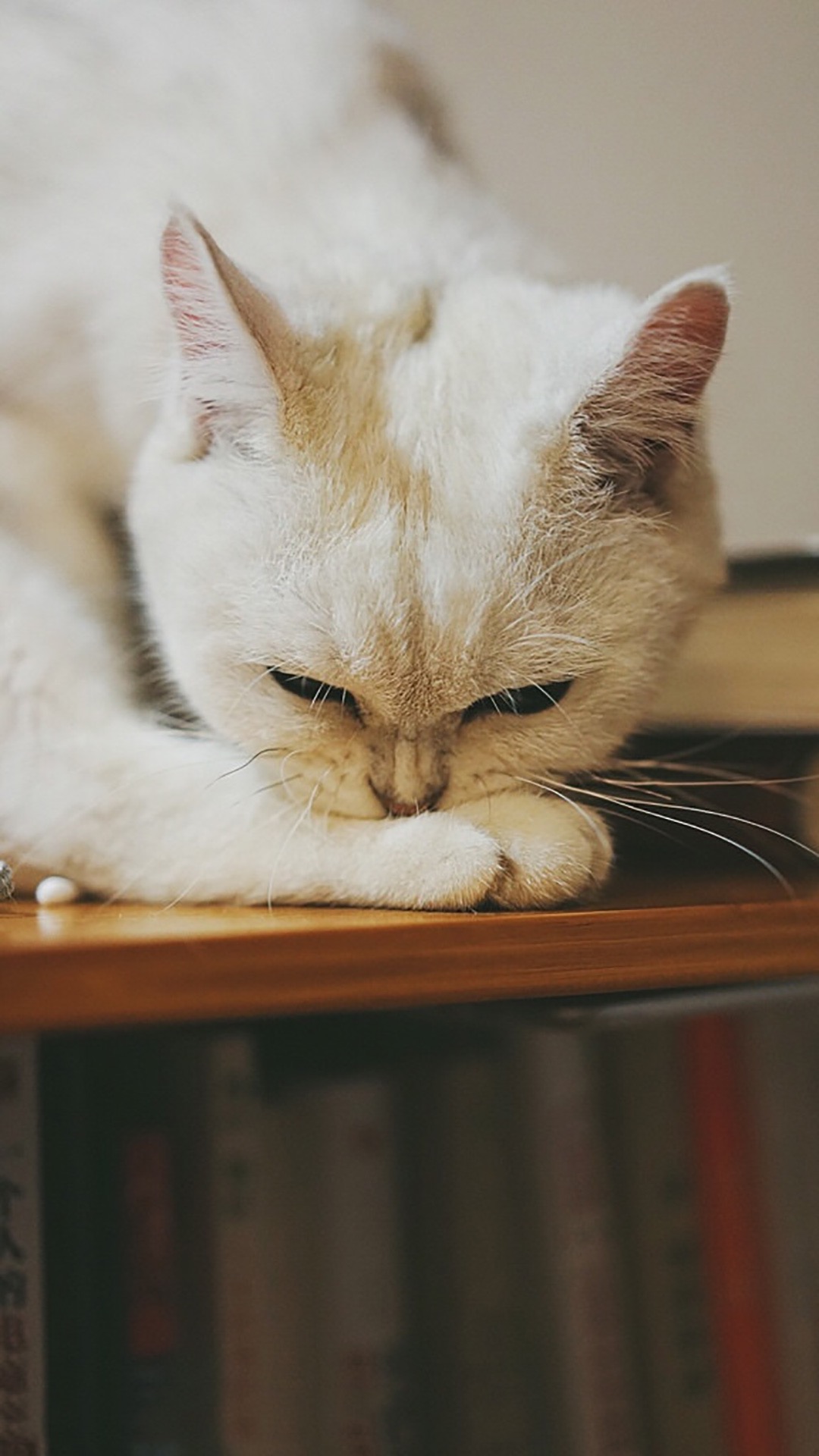 萌宠小猫可爱高清手机壁纸下载