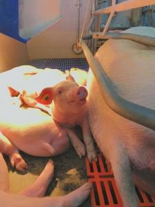 研发养猪“黑科技”他常两三个月吃住在猪圈