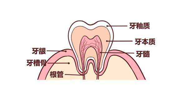 子?!”嗯...想知道这个问题的答案首先我们得知道牙齿的构造是什么样的健康的牙齿构造图虫牙的牙齿结构遭到了破坏功能受到影响并刺激到牙神经