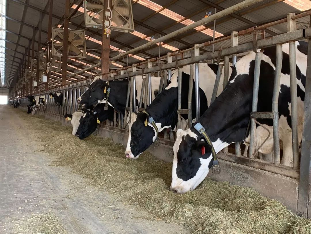牧场智能化这么“牛”：首农奶牛中心用机器人给奶牛推料-蜂耘网