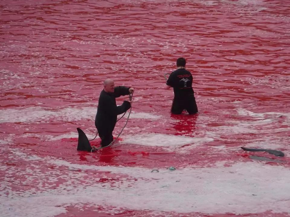 骇人听闻|日本恢复商业捕鲸,重现海豚湾血腥屠杀