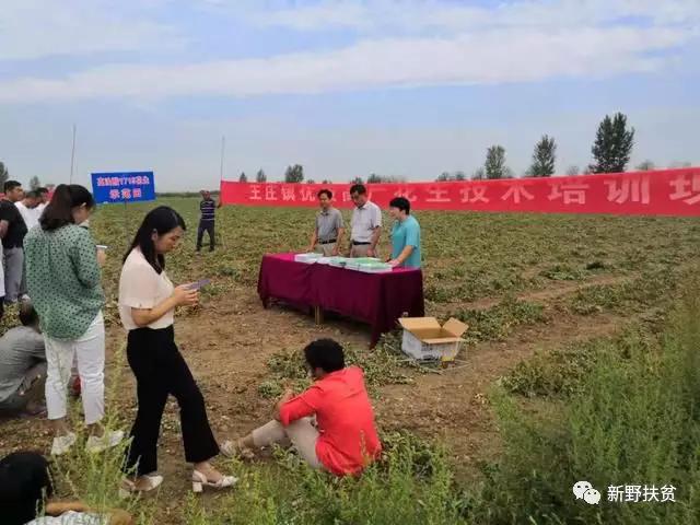 新野王庄镇举行高油酸花生新品种收获现场实地观摩会