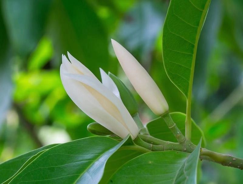 花白似玉,芳香若兰,"五分洋钿买一朵"?_白兰花