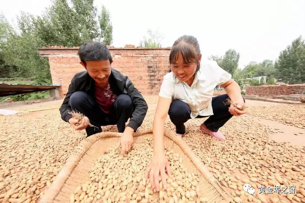 黄金埠地里的花生熟了,你还记得拔花生的那些事吗?