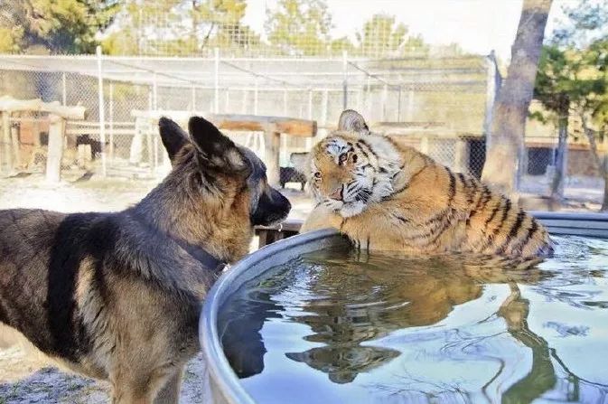 两个人和躺着一头牛猜一成语_两个人躺着的动漫图片(2)