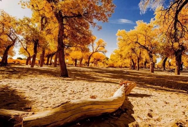 金色秋季美景 44252a23a7e948e6a4ea4003ac4ceb78.jpeg