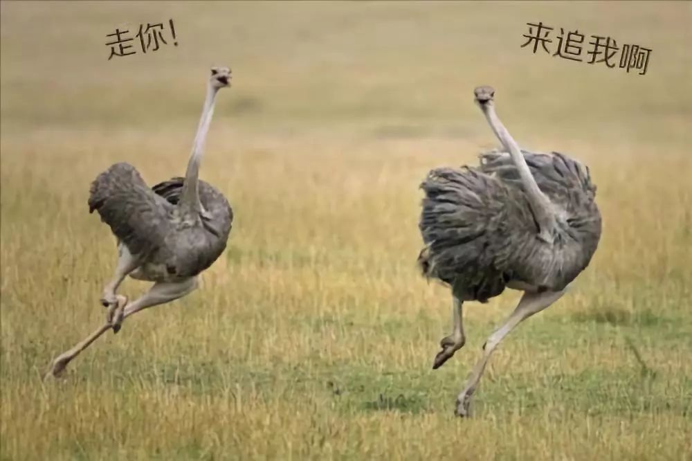 怎么养鸟才不会死 4734af8b72664c82a3276bdfec4436aa.jpeg