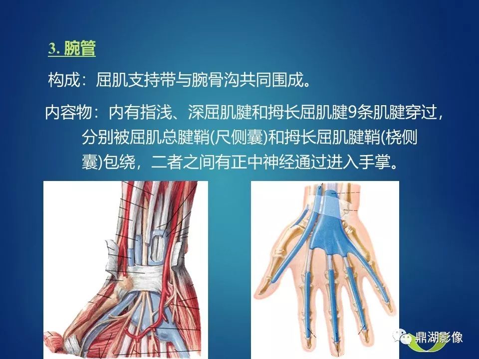 必点收藏上肢断层解剖及影像