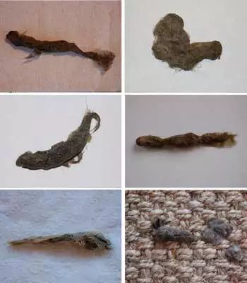 什么叫做无毛症 4968bf22feeb49eeb4f925416427f520.jpeg