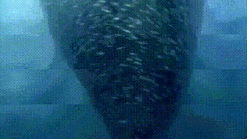 一组精彩的图片;青蛇的凝视,挪威峡湾上的双彩虹等