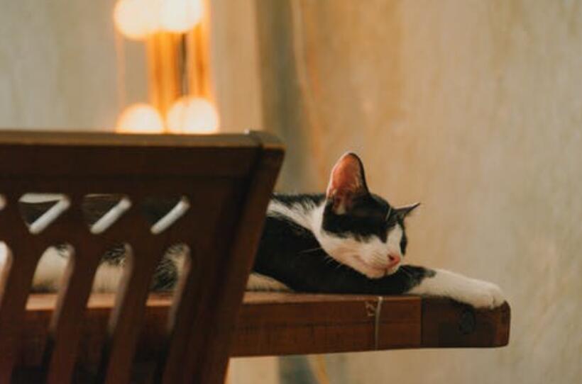 原来“躲猫猫”是皇家游戏