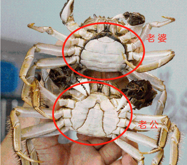 螃蟹也分公母?如何挑选公蟹和母蟹呢?不懂快看,可别挑错了!