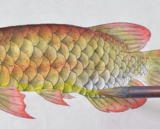 原创一步步学习工笔金龙鱼的画法及染色简单易画