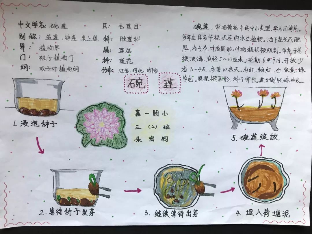 瞧,他们饲养小动物,观察各种植物,并且把看到的都绘画记录了下来.