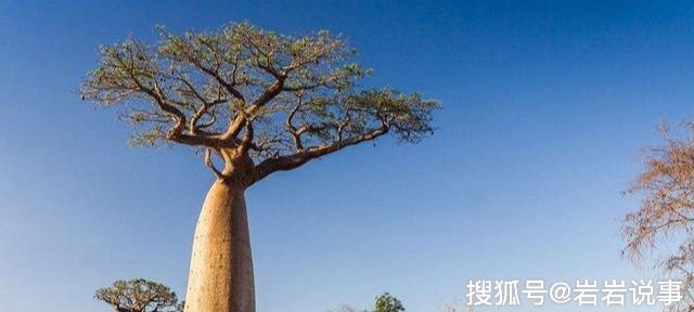 瓶子树图片大全大图 6263a590c7bf49e0bc315a8a5660f5d6.jpeg
