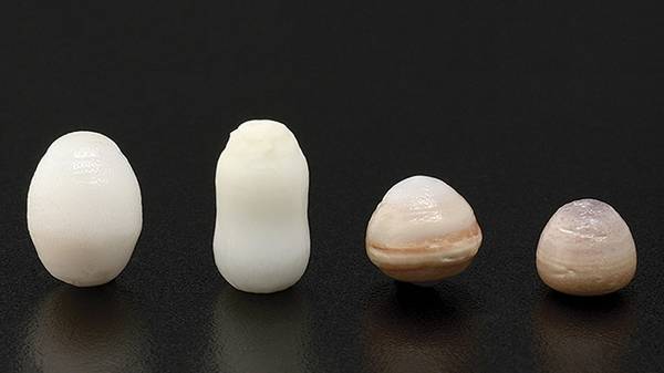 珍珠的排名_珍珠奶茶图片(3)