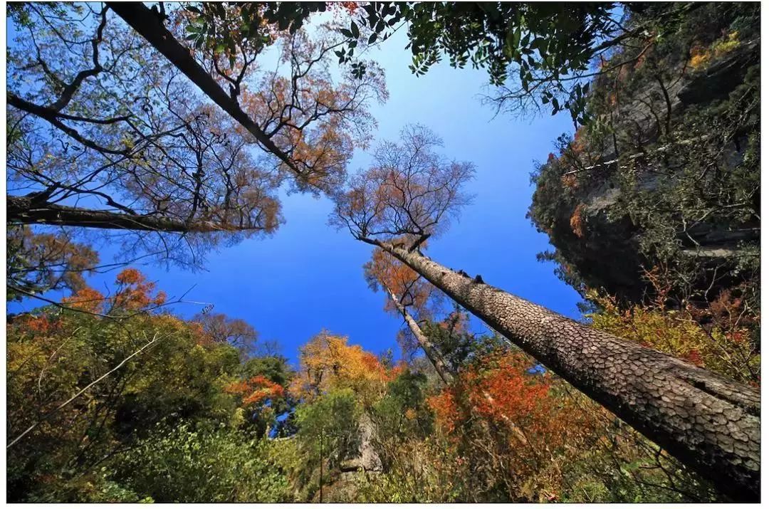 天目山四季分明,雨量充沛,有利于各种生物生长和繁衍,有"天然植物园"