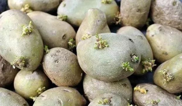 怎么种土豆发芽高 801ee0f42ae543f58b95fe0c98e462b9.jpeg