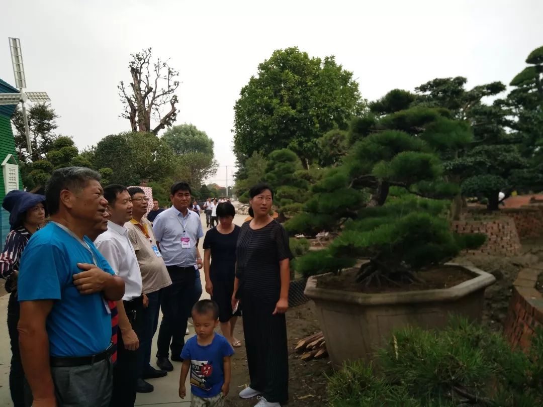 什么是黄杨树请介绍 84d12a0ea19f4d9589480fce8ddcd227.jpeg