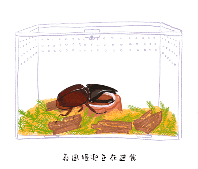分享一个冷门的佛系爱好,你根本想象不到_甲虫